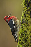 Image. Red-breasted Sapsucker