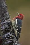 Image. Red-breasted Sapsucker