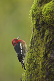 Image. Red-breasted Sapsucker