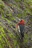 Image. Red-breasted Sapsucker