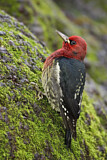 Image. Red-breasted Sapsucker