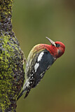 Image. Red-breasted Sapsucker