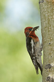Image. Red-breasted Sapsucker
