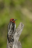 Image. Red-breasted Sapsucker
