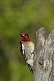 Image. Red-breasted Sapsucker
