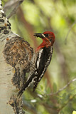 Image. Red-breasted Sapsucker