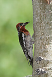 Image. Red-breasted Sapsucker