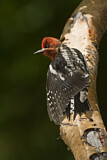 Image. Red-breasted Sapsucker