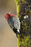 Image. Red-breasted Sapsucker
