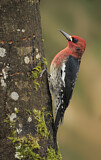 Image. Red-breasted Sapsucker