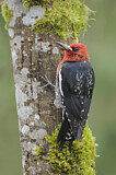 Image. Red-breasted Sapsucker
