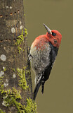 Image. Red-breasted Sapsucker