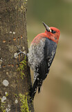 Image. Red-breasted Sapsucker