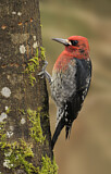 Image. Red-breasted Sapsucker