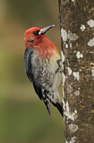 Image. Red-breasted Sapsucker