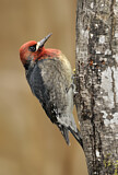 Image. Red-breasted Sapsucker