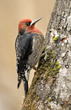 Image. Red-breasted Sapsucker