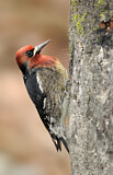 Image. Red-breasted Sapsucker