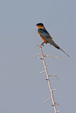 Image. Red-breasted Swallow