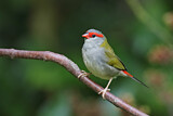Image. Red-browed Finch