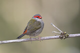 Image. Red-browed Finch