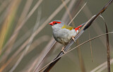 Image. Red-browed Finch