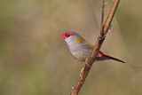 Image. Red-browed Finch