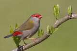 Image. Red-browed Finch