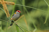 Image. Red-browed Finch