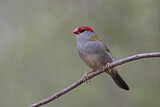 Image. Red-browed Finch