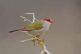 Image. Red-browed Finch