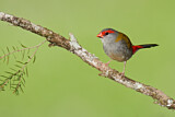 Image. Red-browed Finch