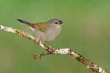 Image. Red-browed Finch