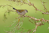 Image. Red-browed Finch