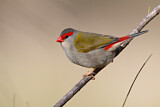 Image. Red-browed Finch