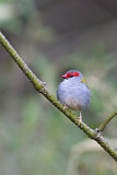 Image. Red-browed Finch