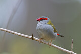 Image. Red-browed Finch