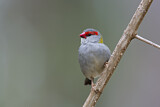 Image. Red-browed Finch