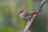 Image. Red-browed Finch