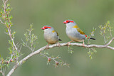Image. Red-browed Finch