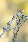 Image. Red-browed Finch
