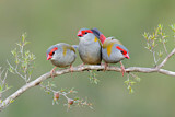 Image. Red-browed Finch