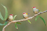 Image. Red-browed Finch