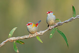 Image. Red-browed Finch