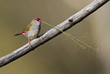 Image. Red-browed Finch