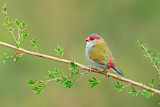 Image. Red-browed Finch