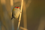 Image. Red-browed Finch