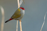 Image. Red-browed Finch