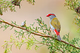 Image. Red-browed Finch