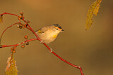 Image. Red-browed Pardalote